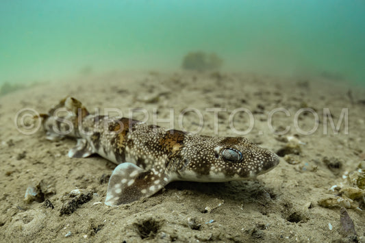 Photo de Le requin-taupe commun (Haploblepharus edwardsii), également connu sous le nom de Happy Eddie.