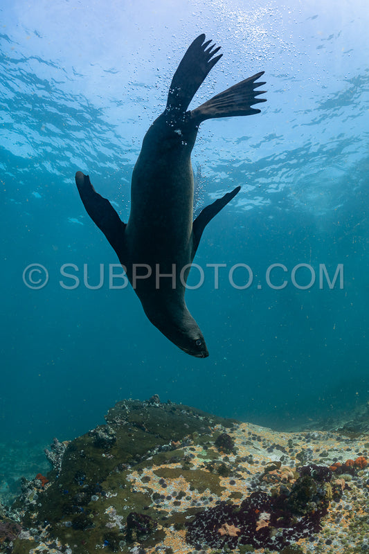 Cape or Brown fur seal or sea lion playing with diver in South Africa