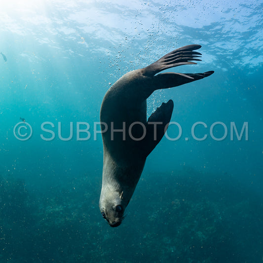 Cape or Brown fur seal or sea lion playing with diver in South Africa