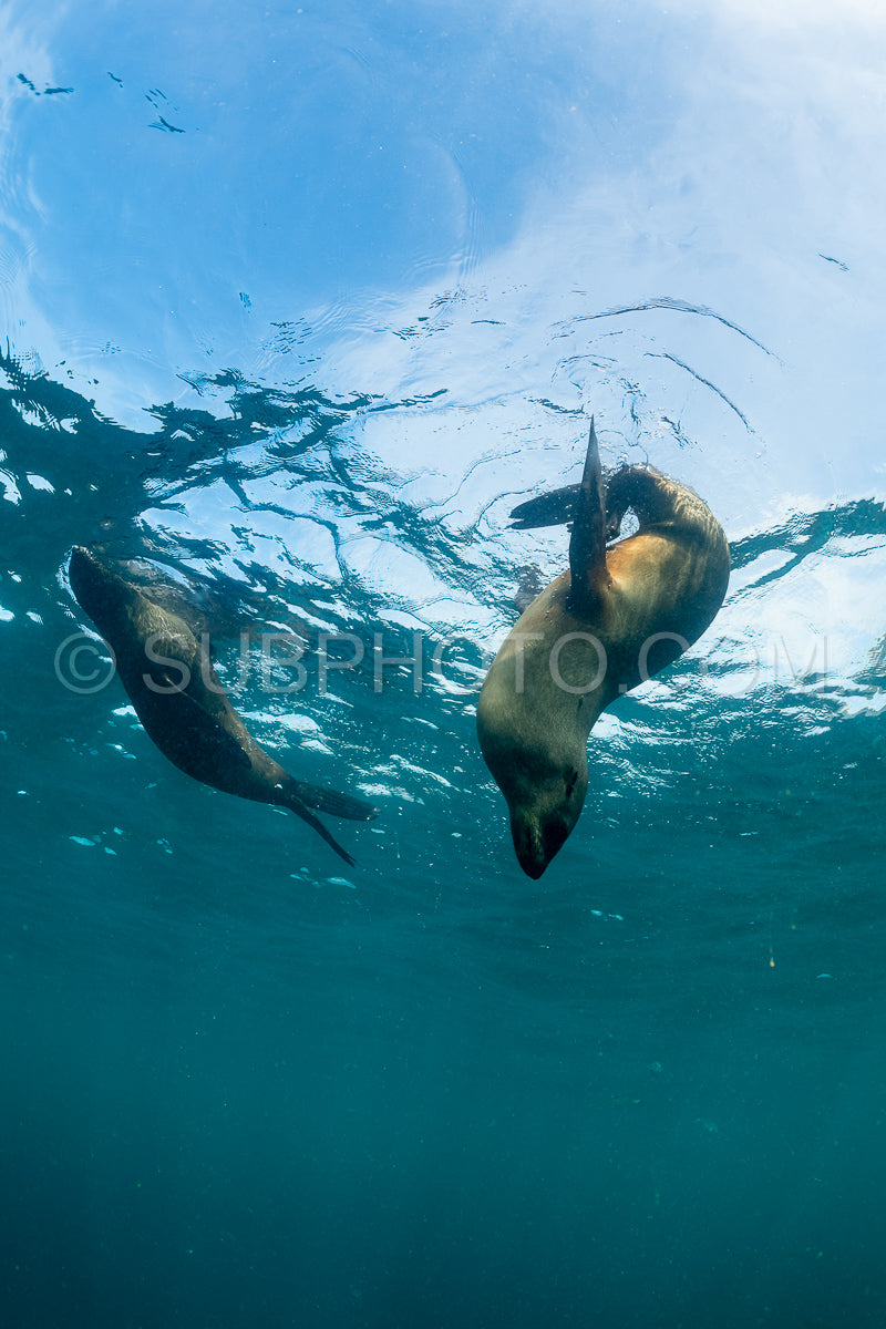 Cape or Brown fur seal or sea lion playing with diver in South Africa