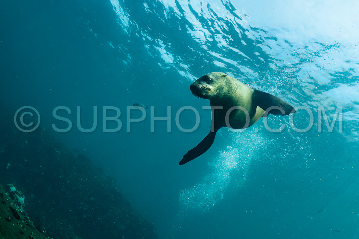 Cape or Brown fur seal or sea lion playing with diver in South Africa