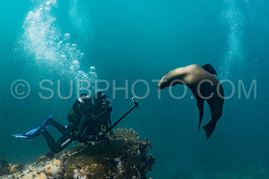 Cape or Brown fur seal or sea lion playing with diver in South Africa