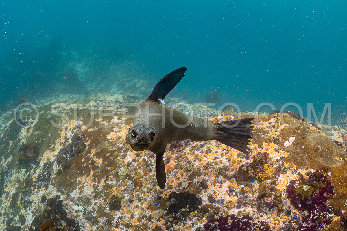 Cape or Brown fur seal or sea lion playing with diver in South Africa
