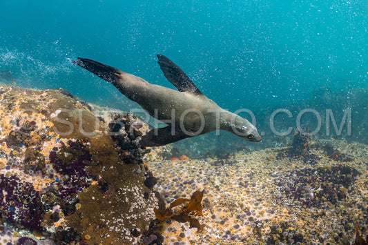 Cape or Brown fur seal or sea lion playing with diver in South Africa