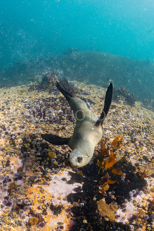 Cape or Brown fur seal or sea lion playing with diver in South Africa
