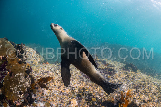 Cape or Brown fur seal or sea lion playing with diver in South Africa