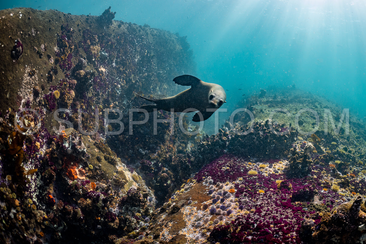 Cape or Brown fur seal or sea lion playing with diver in South Africa