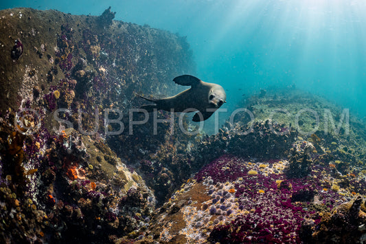 Cape or Brown fur seal or sea lion playing with diver in South Africa