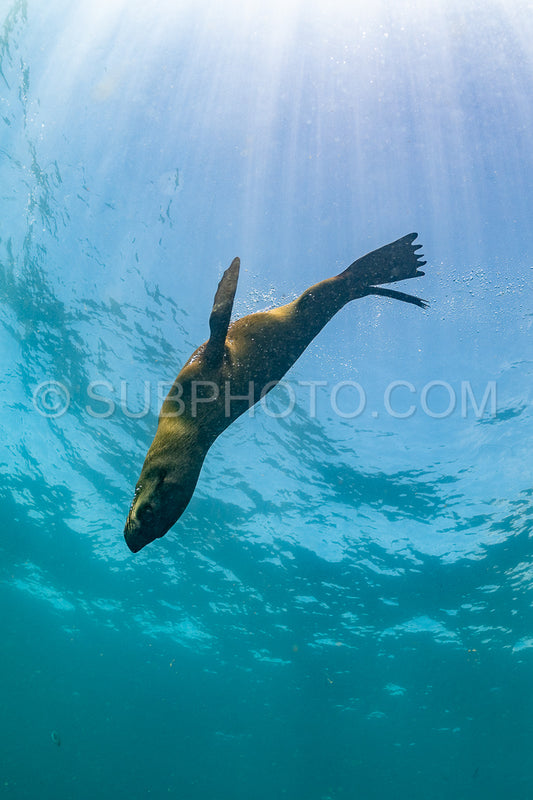 Cape or Brown fur seal or sea lion playing with diver in South Africa