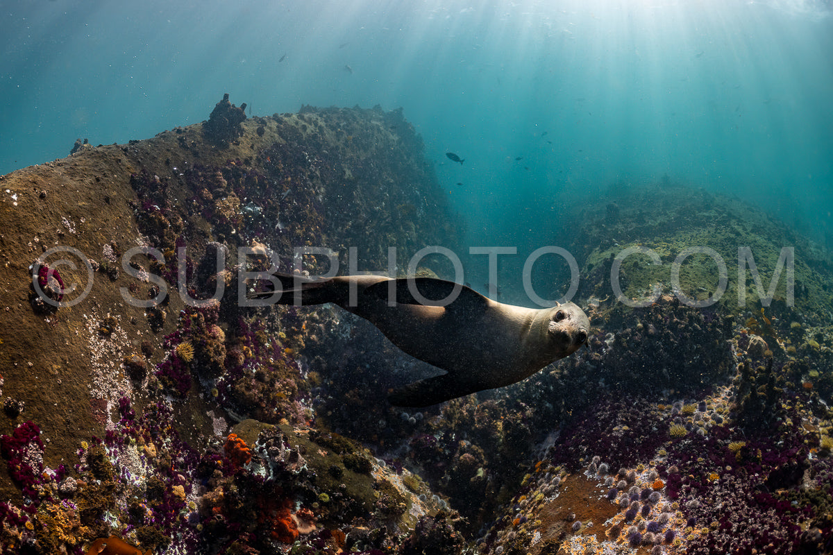 Cape or Brown fur seal or sea lion playing with diver in South Africa
