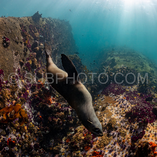 Cape or Brown fur seal or sea lion playing with diver in South Africa