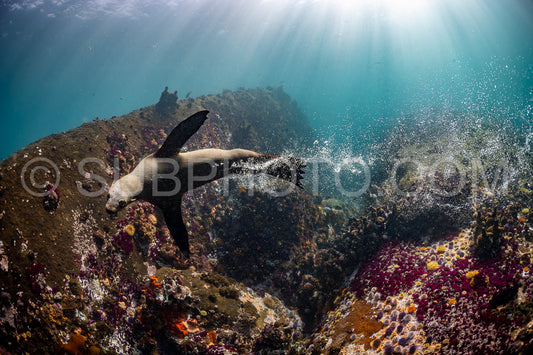 Cape or Brown fur seal or sea lion playing with diver in South Africa
