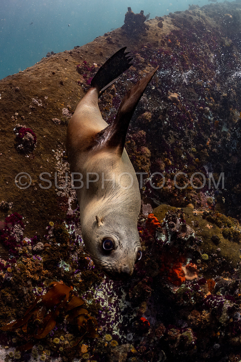 Cape or Brown fur seal or sea lion playing with diver in South Africa