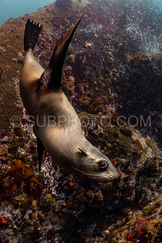 Cape or Brown fur seal or sea lion playing with diver in South Africa