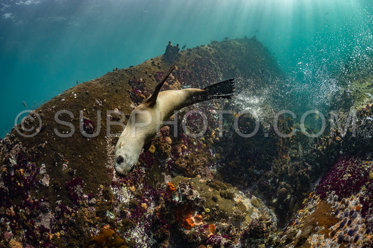 Cape or Brown fur seal or sea lion playing with diver in South Africa