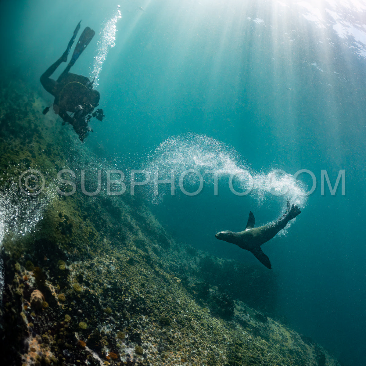 Cape or Brown fur seal or sea lion playing with diver in South Africa