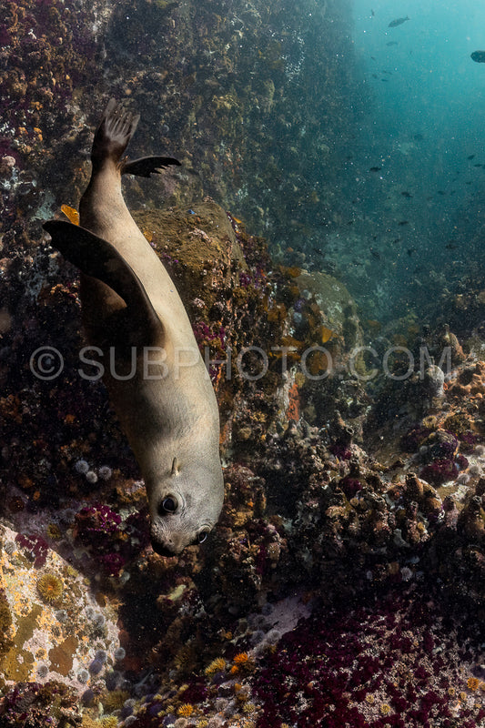 Cape or Brown fur seal or sea lion playing with diver in South Africa