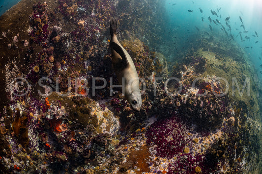 Cape or Brown fur seal or sea lion playing with diver in South Africa