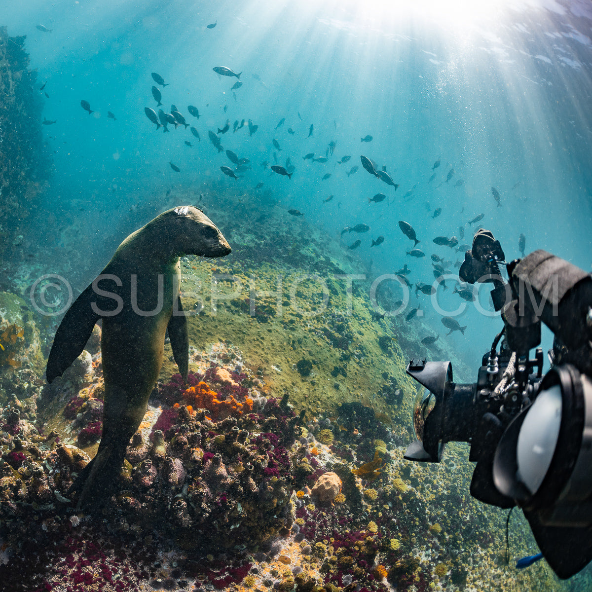 Cape or Brown fur seal or sea lion playing with diver in South Africa