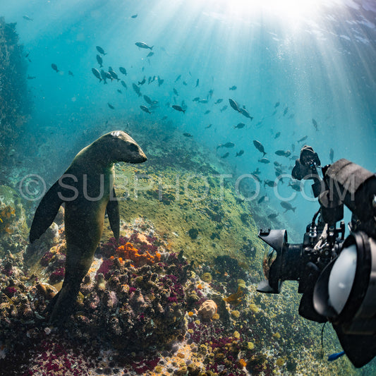 Cape or Brown fur seal or sea lion playing with diver in South Africa