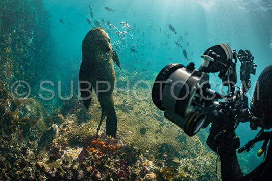 Cape or Brown fur seal or sea lion playing with diver in South Africa