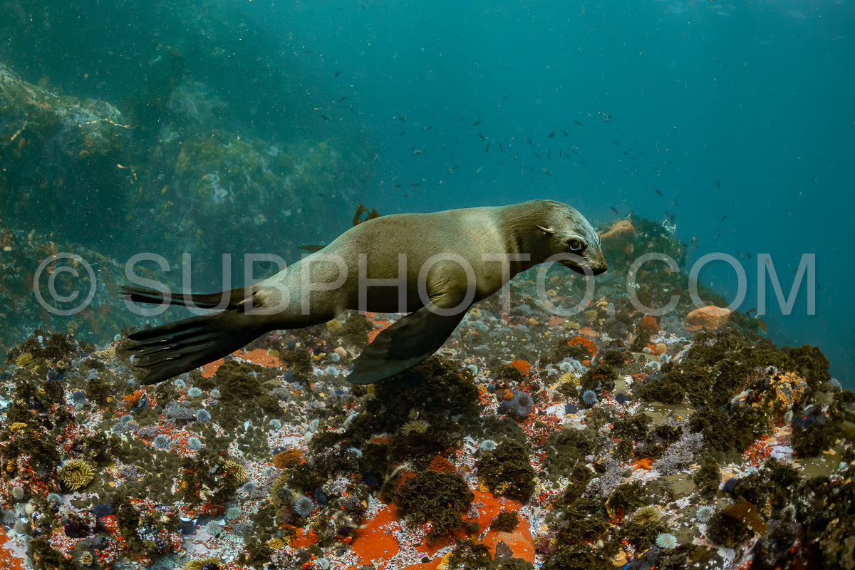 Cape or Brown fur seal or sea lion playing with diver in South Africa