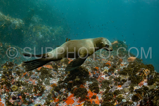 Cape or Brown fur seal or sea lion playing with diver in South Africa