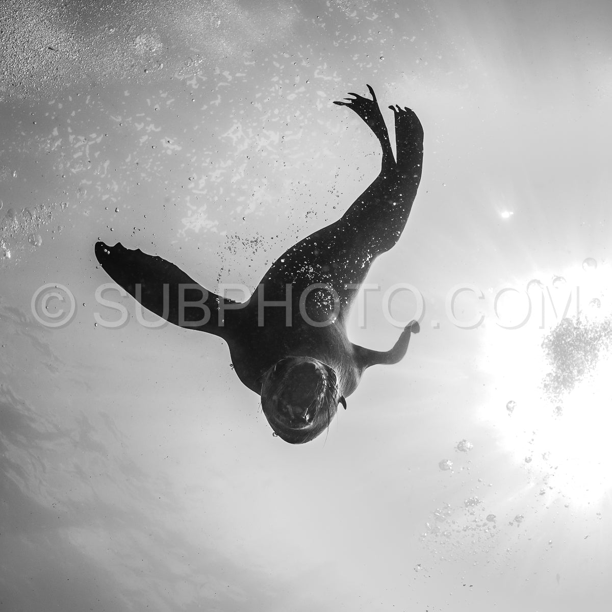 Cape or Brown fur seal or sea lion playing with diver in South Africa