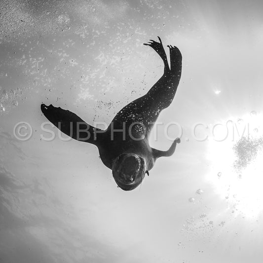 Cape or Brown fur seal or sea lion playing with diver in South Africa