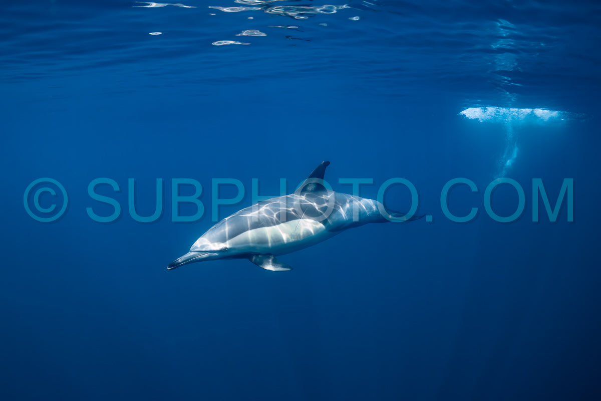 Pod of common dolphins (Delphinus delphis) swimming in the Atlantic Ocean near the Western Cape coast of South Africa