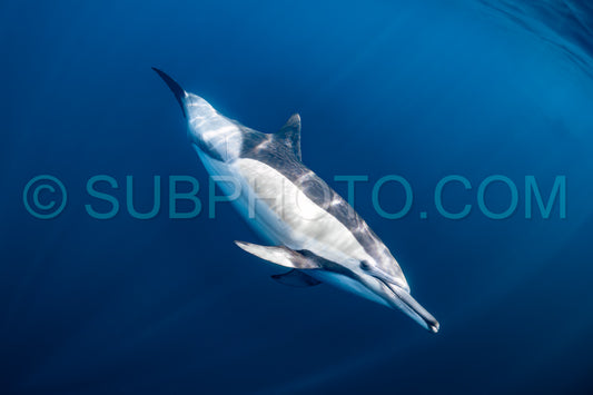 Pod of common dolphins (Delphinus delphis) swimming in the Atlantic Ocean near the Western Cape coast of South Africa