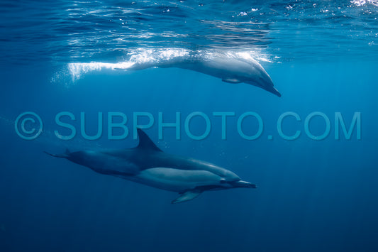 Pod of common dolphins (Delphinus delphis) swimming in the Atlantic Ocean near the Western Cape coast of South Africa
