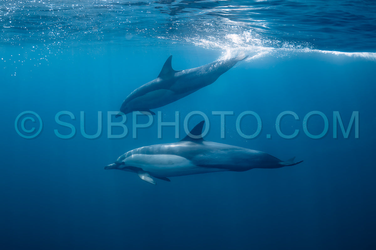 Pod of common dolphins (Delphinus delphis) swimming in the Atlantic Ocean near the Western Cape coast of South Africa
