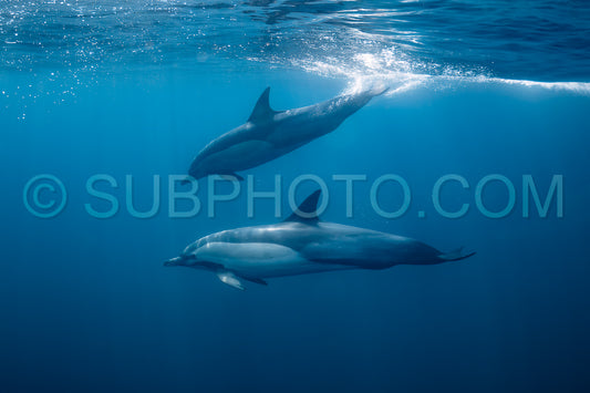 Pod of common dolphins (Delphinus delphis) swimming in the Atlantic Ocean near the Western Cape coast of South Africa