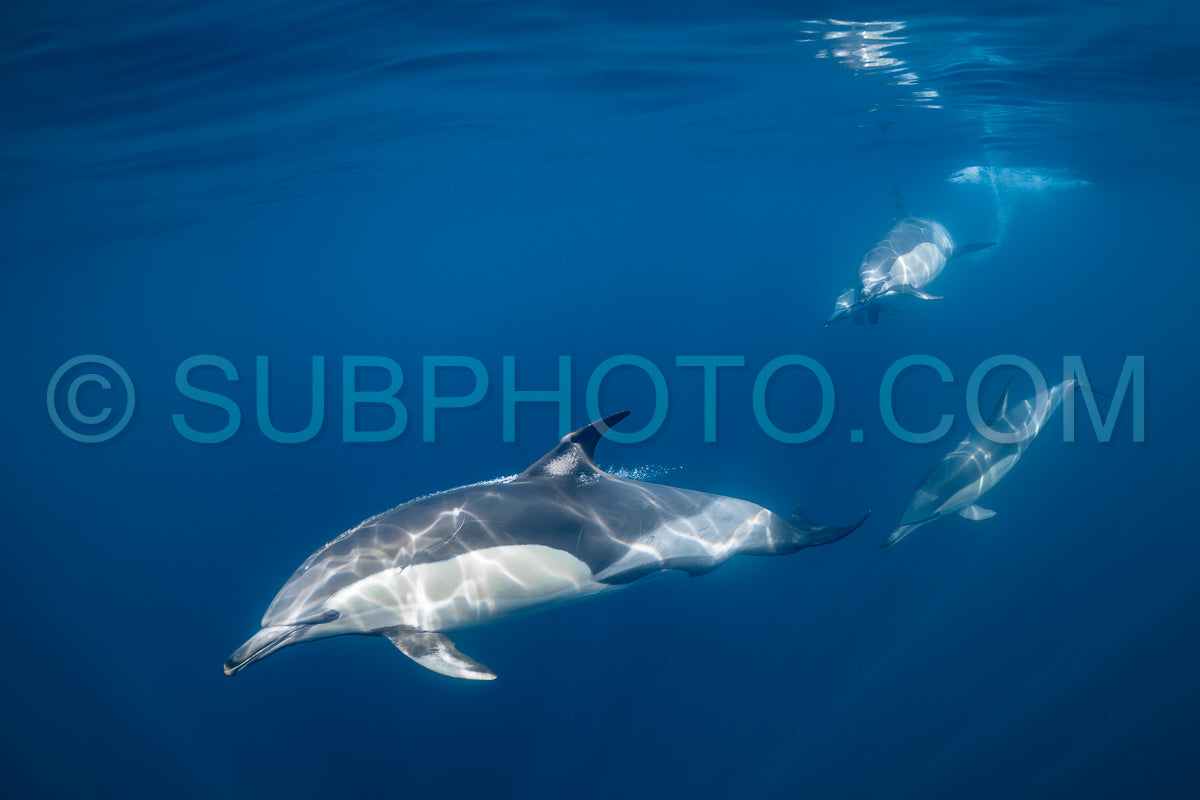 Pod of common dolphins (Delphinus delphis) swimming in the Atlantic Ocean near the Western Cape coast of South Africa
