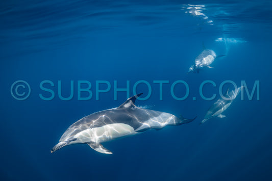 Pod of common dolphins (Delphinus delphis) swimming in the Atlantic Ocean near the Western Cape coast of South Africa