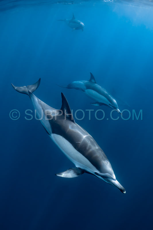 Pod of common dolphins (Delphinus delphis) swimming in the Atlantic Ocean near the Western Cape coast of South Africa