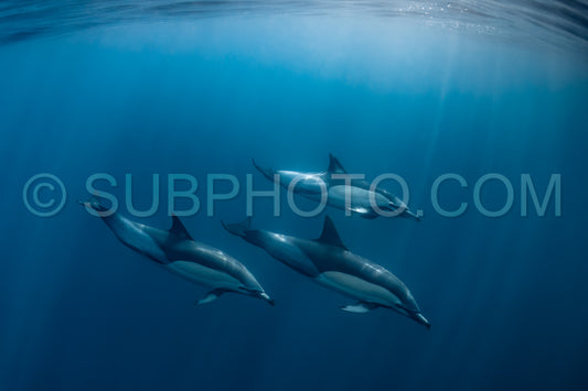 Pod of common dolphins (Delphinus delphis) swimming in the Atlantic Ocean near the Western Cape coast of South Africa