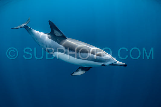 Pod of common dolphins (Delphinus delphis) swimming in the Atlantic Ocean near the Western Cape coast of South Africa