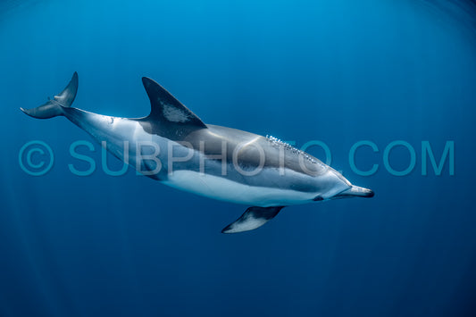 Pod of common dolphins (Delphinus delphis) swimming in the Atlantic Ocean near the Western Cape coast of South Africa