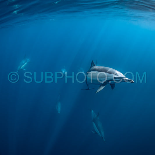Pod of common dolphins (Delphinus delphis) swimming in the Atlantic Ocean near the Western Cape coast of South Africa