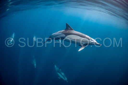 Pod of common dolphins (Delphinus delphis) swimming in the Atlantic Ocean near the Western Cape coast of South Africa
