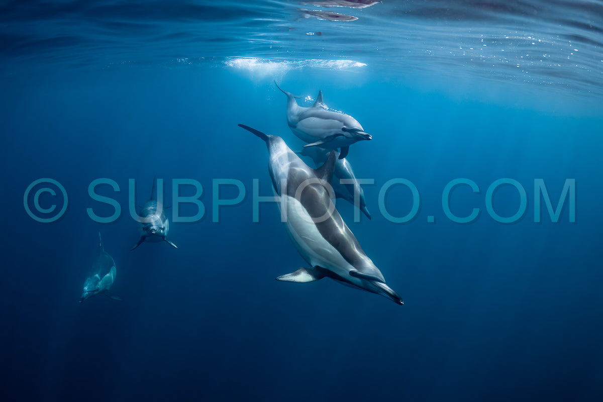 Pod of common dolphins (Delphinus delphis) swimming in the Atlantic Ocean near the Western Cape coast of South Africa