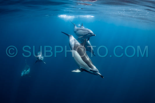 Pod of common dolphins (Delphinus delphis) swimming in the Atlantic Ocean near the Western Cape coast of South Africa