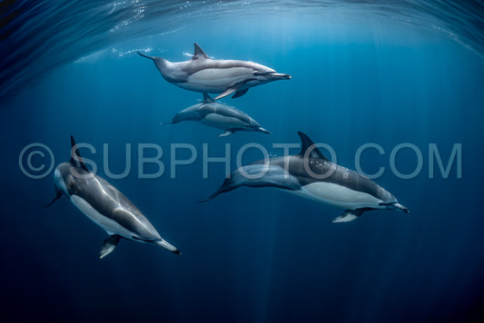 Pod of common dolphins (Delphinus delphis) swimming in the Atlantic Ocean near the Western Cape coast of South Africa