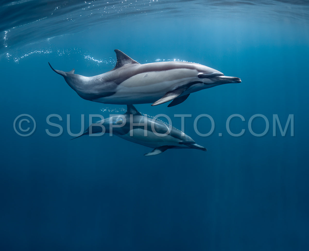 Photo de groupe de dauphins communs (Delphinus delphis) nageant dans l'océan Atlantique près de la côte du Cap occidental en Afrique du Sud