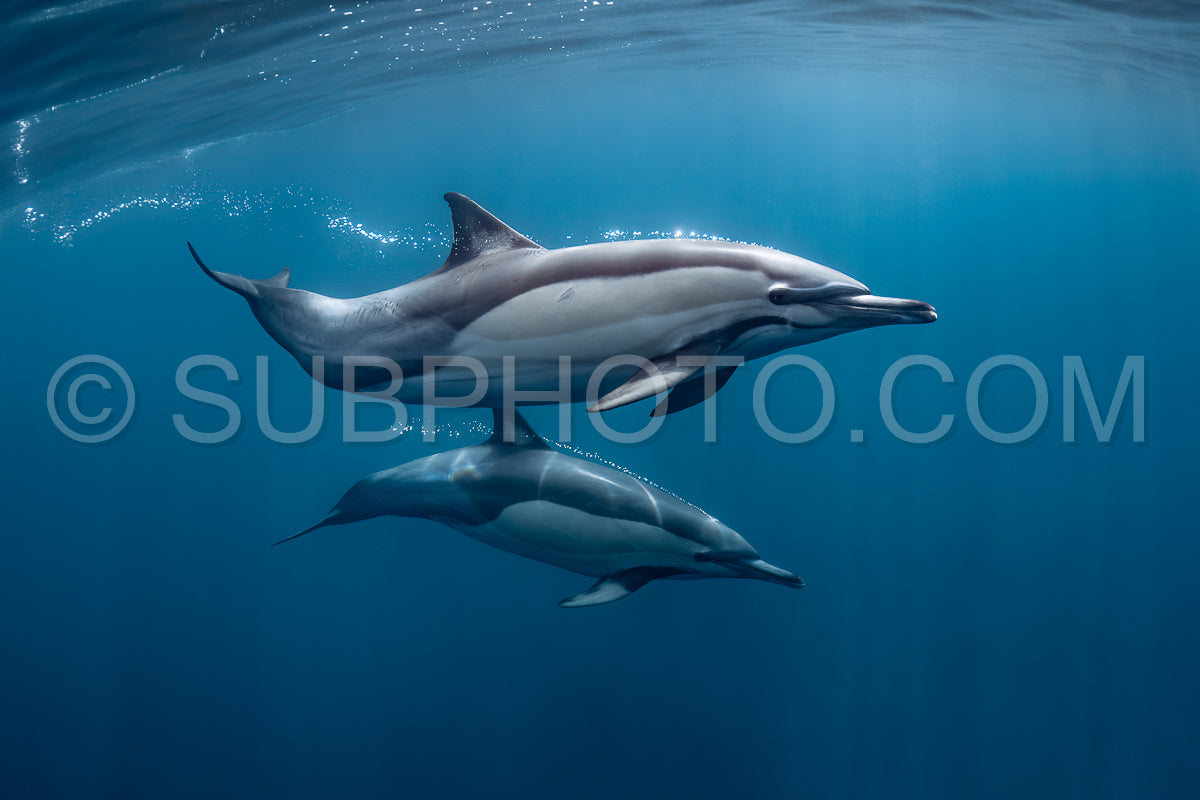 Pod of common dolphins (Delphinus delphis) swimming in the Atlantic Ocean near the Western Cape coast of South Africa