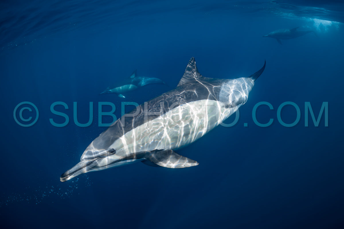 Pod of common dolphins (Delphinus delphis) swimming in the Atlantic Ocean near the Western Cape coast of South Africa
