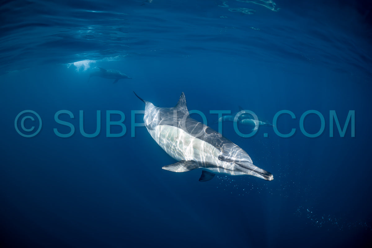 Pod of common dolphins (Delphinus delphis) swimming in the Atlantic Ocean near the Western Cape coast of South Africa