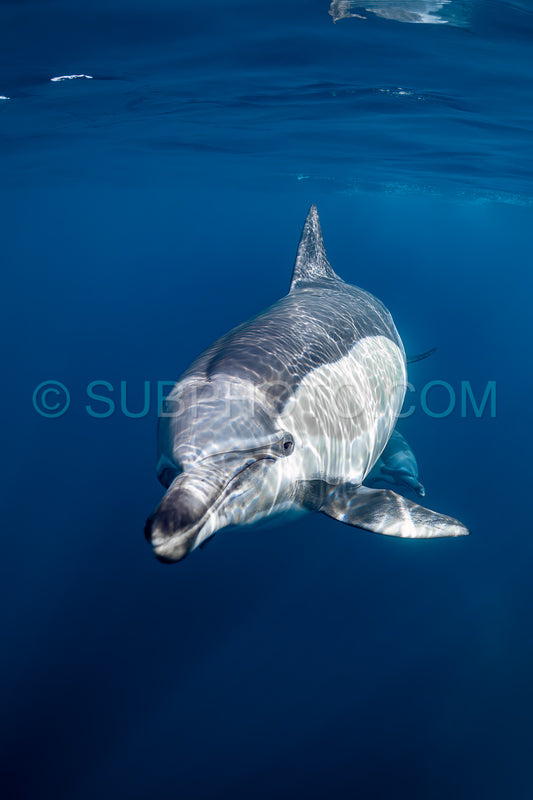 Pod of common dolphins (Delphinus delphis) swimming in the Atlantic Ocean near the Western Cape coast of South Africa